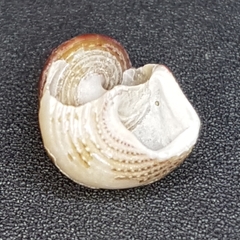 Jujubinus exasperatus