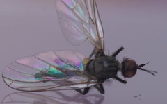 Empis nigripes