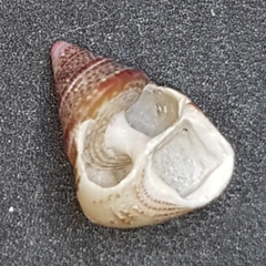 Jujubinus exasperatus