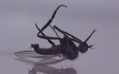 Empis nigripes