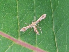 Geina periscelidactylus