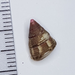 Jujubinus exasperatus