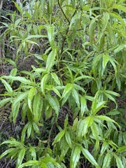 Ageratina resiniflua
