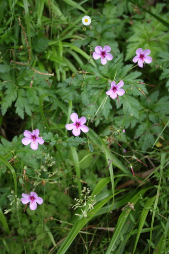 Madeira Island Geranium