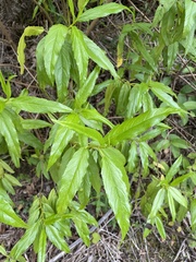 Ageratina resiniflua