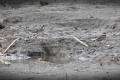 Charadrius semipalmatus