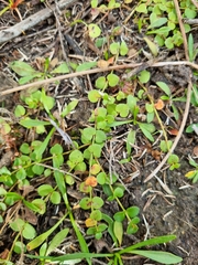 Gonocarpus micranthus micranthus