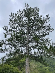 Pinus caribaea