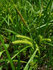 Carex schweinitzii