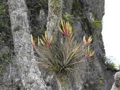 Tillandsia inopinata