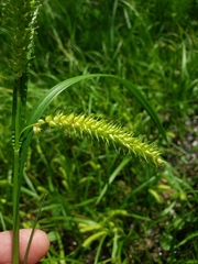 Carex schweinitzii