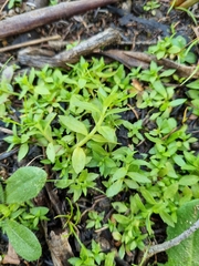 Centipeda elatinoides
