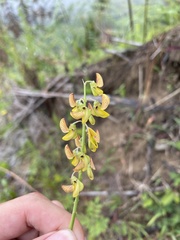 Crotalaria brevidens