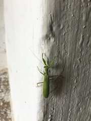 Photiomantis planicephala