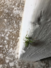 Photiomantis planicephala