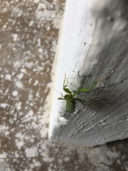 Photiomantis planicephala