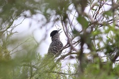 Batara cinerea