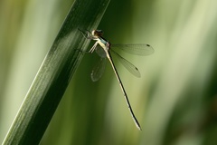 Lestes virens virens