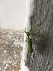 Photiomantis planicephala