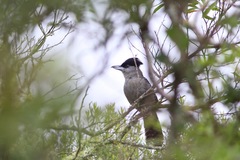 Batara cinerea