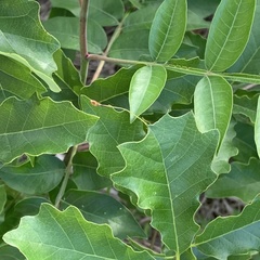 Andricus chinquapin