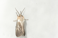 Spilosoma dubia