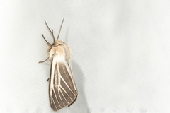 Spilosoma dubia