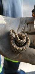 Crotalus polystictus