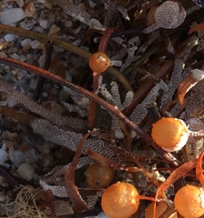 Jellyella tuberculata