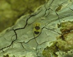 Deuterosminthurus bicinctus