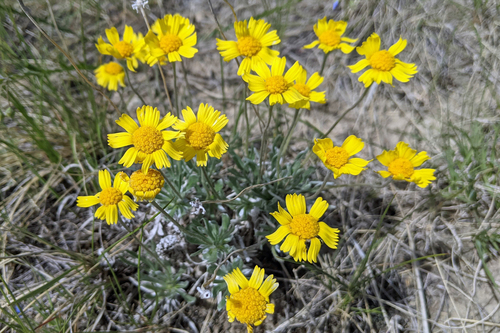 Tetraneuris acaulis var. acaulis