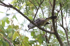 Thamnophilus caerulescens