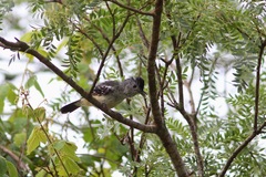 Thamnophilus caerulescens