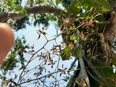 Encyclia spatella