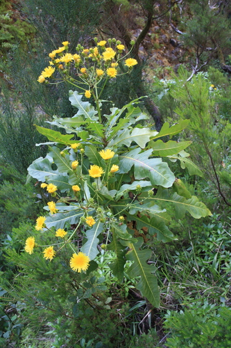 Shrubby Sow Thistle