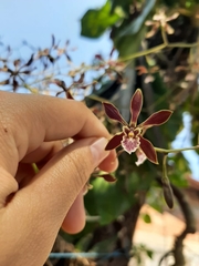 Encyclia spatella