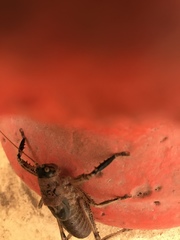 Nesoecia nigrispina