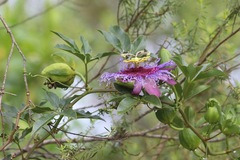 Passiflora cincinnata