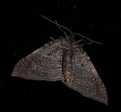 Larentia apotoma
