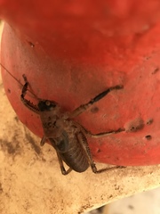 Nesoecia nigrispina