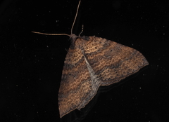 Larentia apotoma