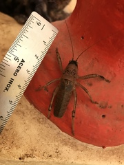 Nesoecia nigrispina