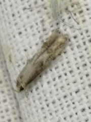 Blastodacna atra
