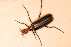 Pyrota tenuicostatis