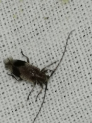 Exocentrus punctipennis