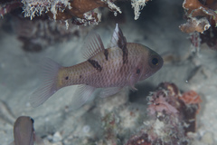 Pristicon trimaculatus