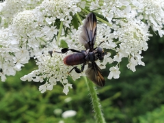 Trichopoda lanipes
