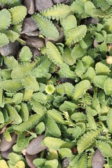 Leptinella dioica