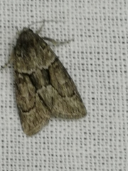 Cryphia fraudatricula