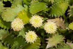 Leptinella dioica
